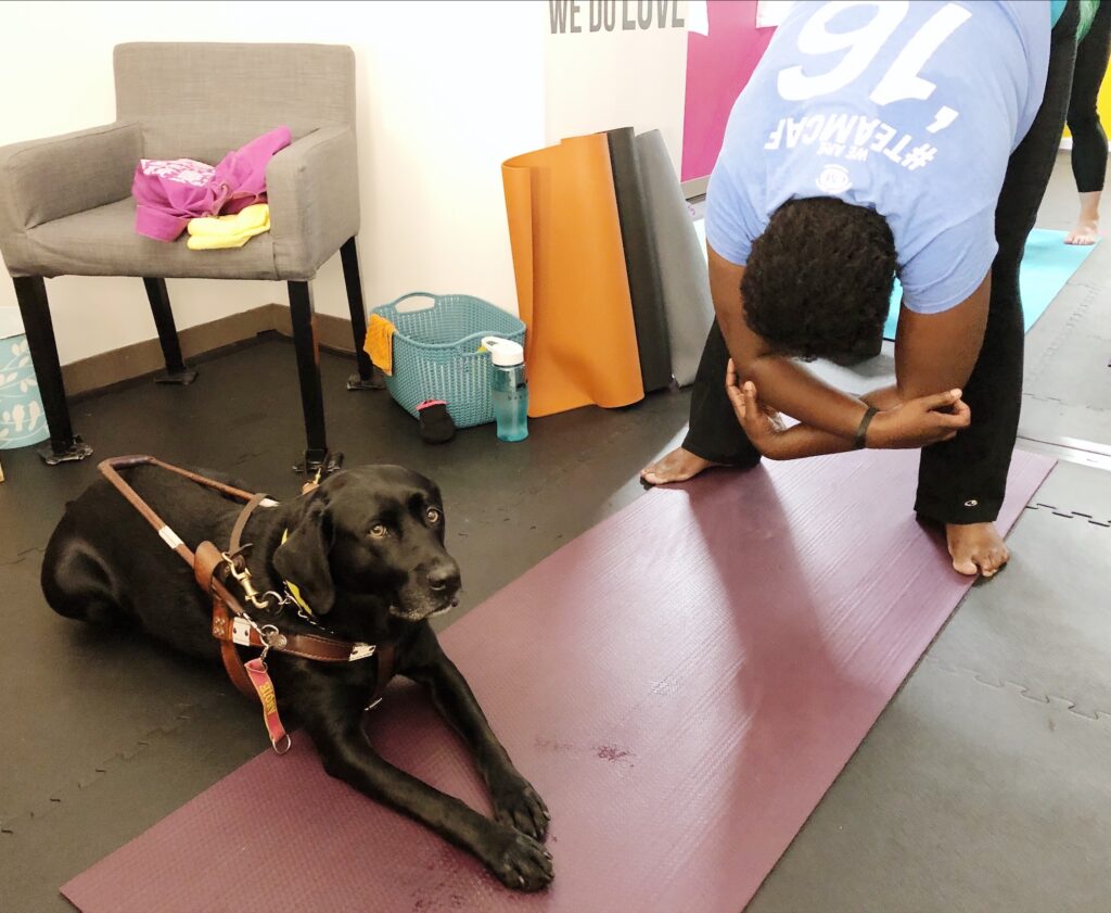 angie, the guide dog for a visually impaired student at bee yoga fusion