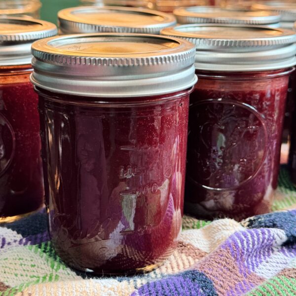 pint sized jars of mulberry plum sauce on a colorful towel cooling after being processed in water bath canning