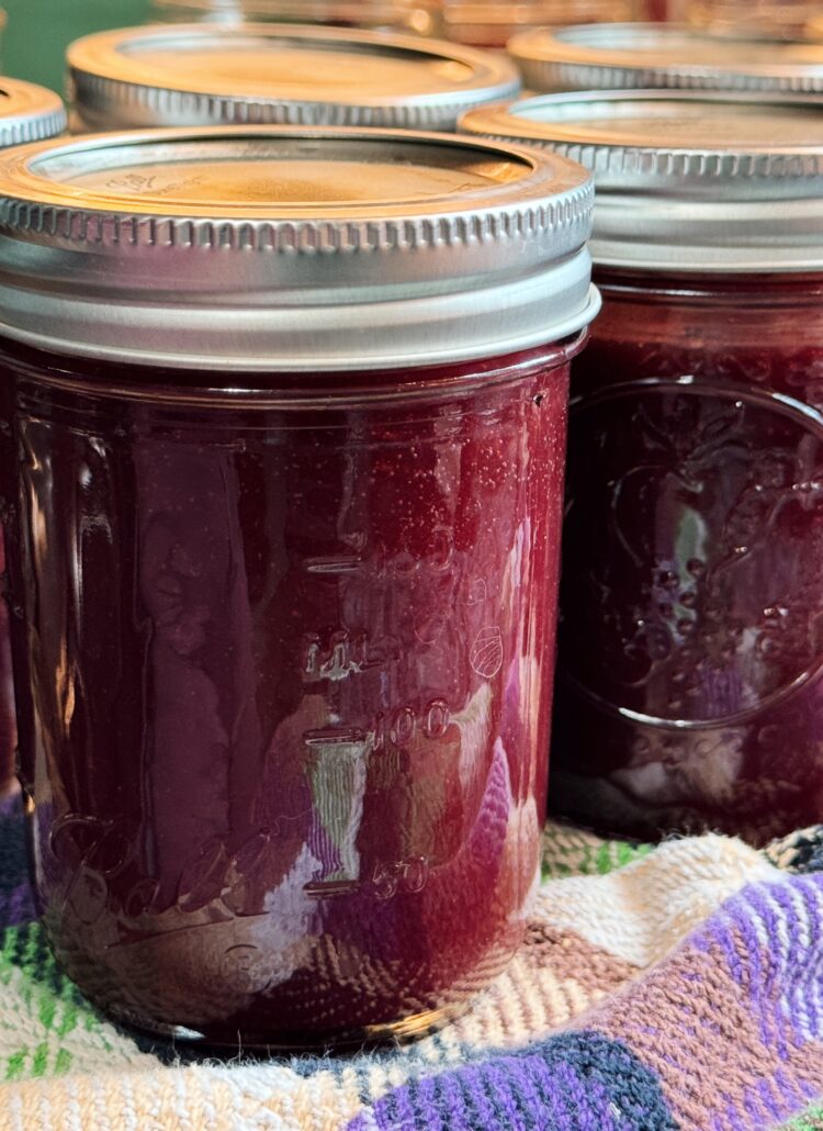 pint sized jars of mulberry plum sauce on a colorful towel cooling after being processed in water bath canning