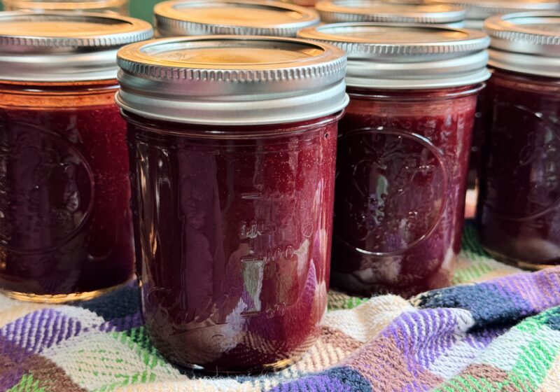 pint sized jars of mulberry plum sauce on a colorful towel cooling after being processed in water bath canning