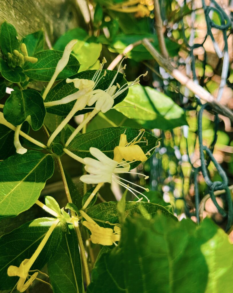 honeysuckle flowers growing wild along a chain link fence